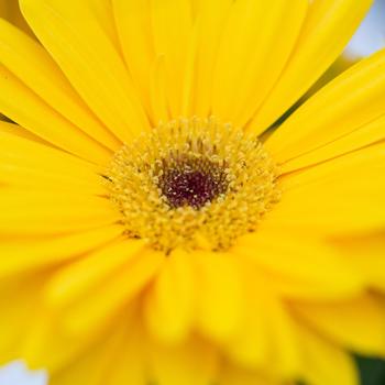 Gerbera jamesonii 'Majorette Yellow Dark Eye'