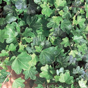 Hedera helix 'Duckfoot'