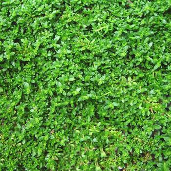 Herniaria glabra 'Green Carpet' 