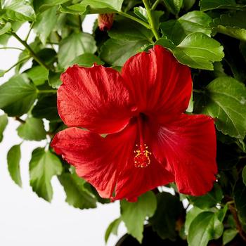 Hibiscus rosa-sinensis Hollywood® 'First to Arrive®'
