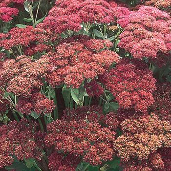 Sedum spectabile 'Autumn Joy' 