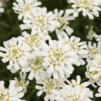 Iberis sempervirens 'White Lace™'