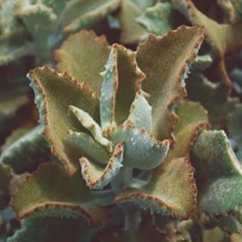 Kalanchoe beharensis 'Fang' 