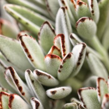 Kalanchoe tomentosa 'Ling Ling™'