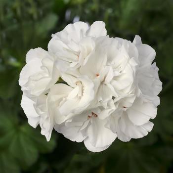 Pelargonium Calliope® Large White
