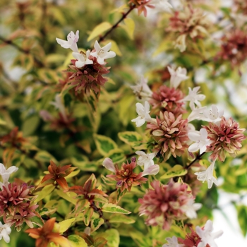 Abelia grandiflora 'Carolina Sunset' 