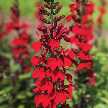 Lobelia x speciosa 'Fan® Scarlet'