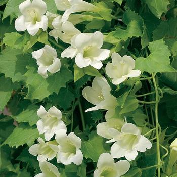 Lophospermum Lofos® 'Compact White'