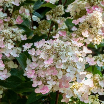 Hydrangea paniculata 'Torch™' 