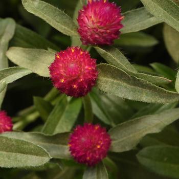 Gomphrena haageana 'Qis Carmine'