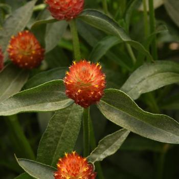 Gomphrena haageana 'Qis Orange'