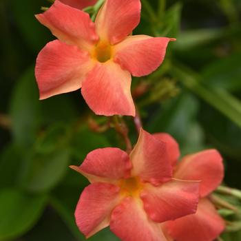 Mandevilla Diamantina™ 'Coral Orange Sunrise'