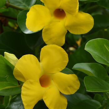 Mandevilla 'Opal Yellow' 