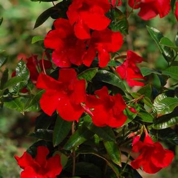 Mandevilla 'Giant Red Emperor' 