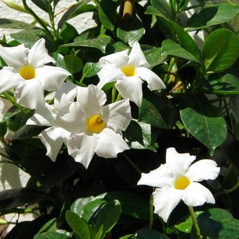 Mandevilla Sun Parasol® 'Giant White'