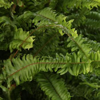 Nephrolepis obliterata 'Princess Alexandra'