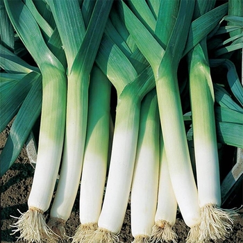 Allium cepa 'Green Banner' 