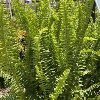 Nephrolepis cordifolia 'California' 