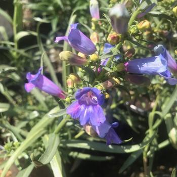 Penstemon heterophyllus 'Blue Springs' 