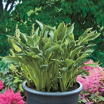 Hosta 'Golden Prayers' 