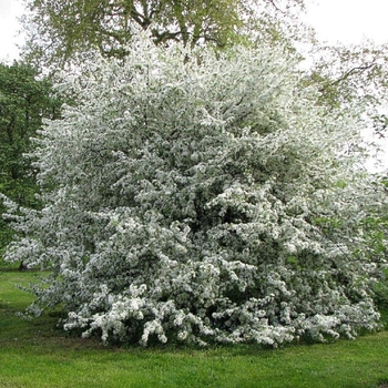 Malus sieboldii 'Toringo' 