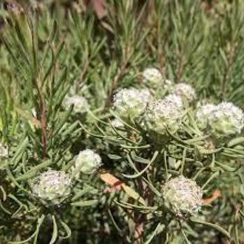 Leucadendron galipinii