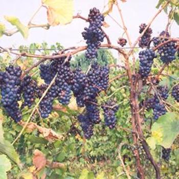 Vitis vinifera 'Pinot Noir' 