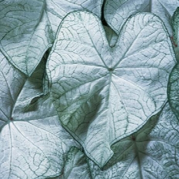 Caladium 'Florida Moonlight' 