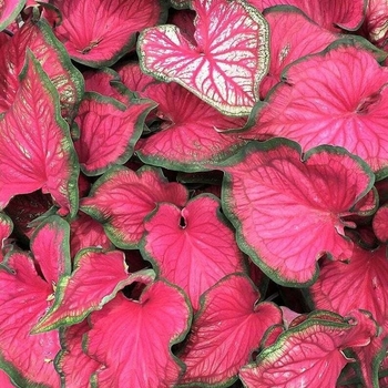 Caladium 'Sizzle' PP26591