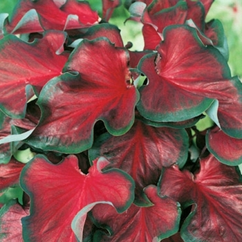 Caladium 'Florida Red Ruffles' PP13136