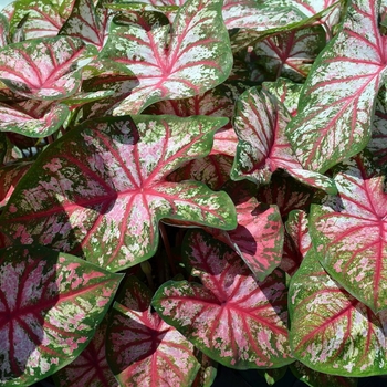 Caladium 'Tapestry™' 