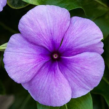 Catharanthus roseus