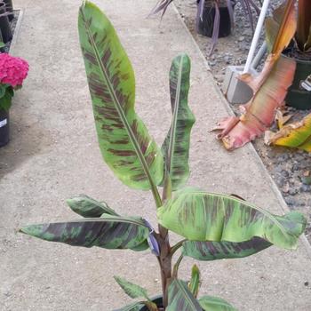 Musa acuminata 'Zebrina' 