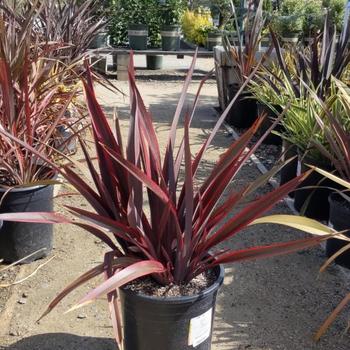 Phormium 'Doug's Warrior' 