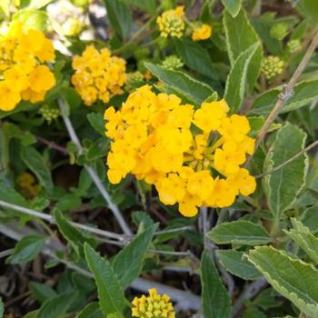 Lantana camara 'Gold Mound' 