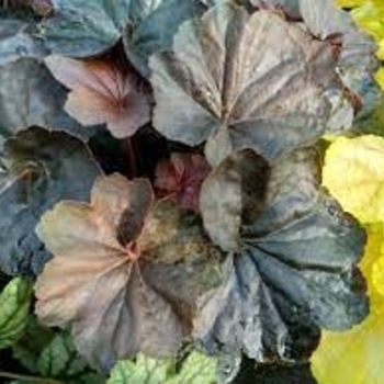 Heuchera 'Dark Magic' PPAF