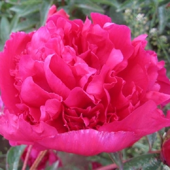 Paeonia 'Red Grace' 