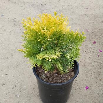 Thuja orientalis 'Aurea Nana' 