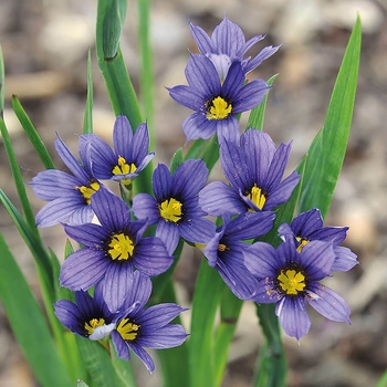 Sisyrinchium 'Stripey' 