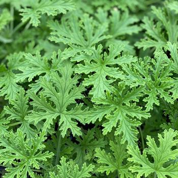 Pelargonium graveolens 