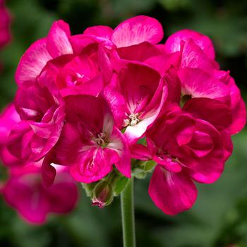 Pelargonium x hortorum Americana® 'Violet Ice'