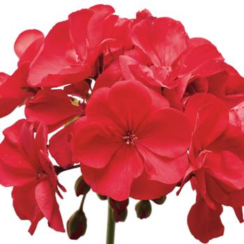 Pelargonium 'Claret' PP15,513 & Can. 1892