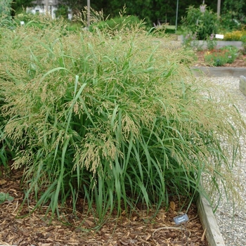 Panicum virgatum