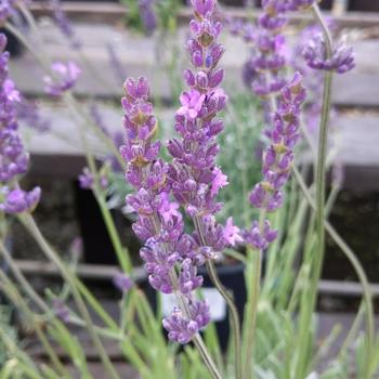 Lavandula x intermedia 'Riverina Thomas' 