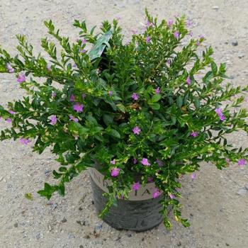 Cuphea hyssopifolia 'Monshi' 