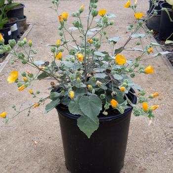 Abutilon palmeri