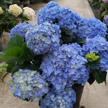 Hydrangea macrophylla 'Gartenbaudirektor Kuhnert' 