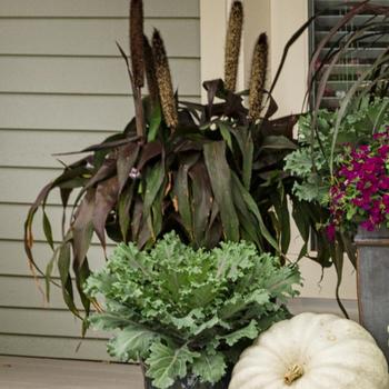 Pennisetum glaucum 'Purple Baron' 