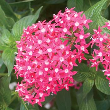 Pentas lanceolata 'Butterfly Deep Rose'