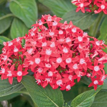 Pentas lanceolata 'Butterfly Red' 